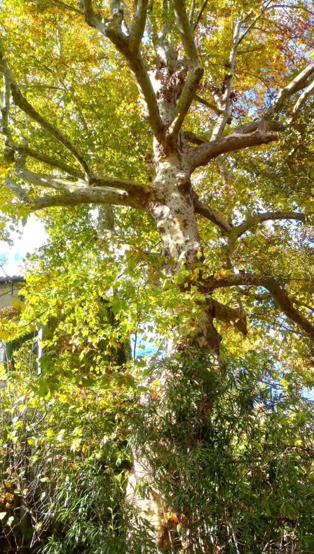 Le Moulin Aux Chandelles 2, Vacances & W-E, Vues Riviere, Montagne & Ville, Tout Confort Deconnecte, Eclairage Bougies, Connexions A 200M Au Centre Le Vigan Gite Les Amoureux De L'Arre, Randonnee Chemin De Saint-Guilhem-Le-Desert, Lire Profil Avant R Dış mekan fotoğraf